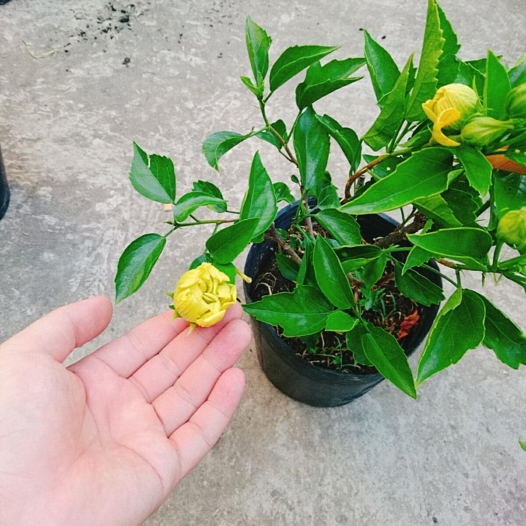 Cây Hoa Dâm Bụt cánh kép - cây cảnh để trong nhà + tặng phân bón cho cây