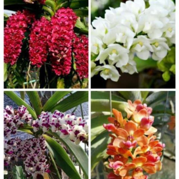 Hoa phong lan nghinh xuân hoa tết