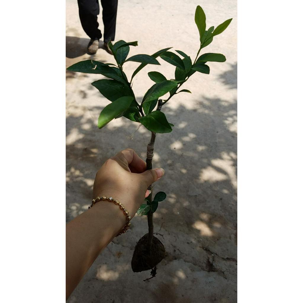 Chanh đào cây ghép mắt nhanh ra quả