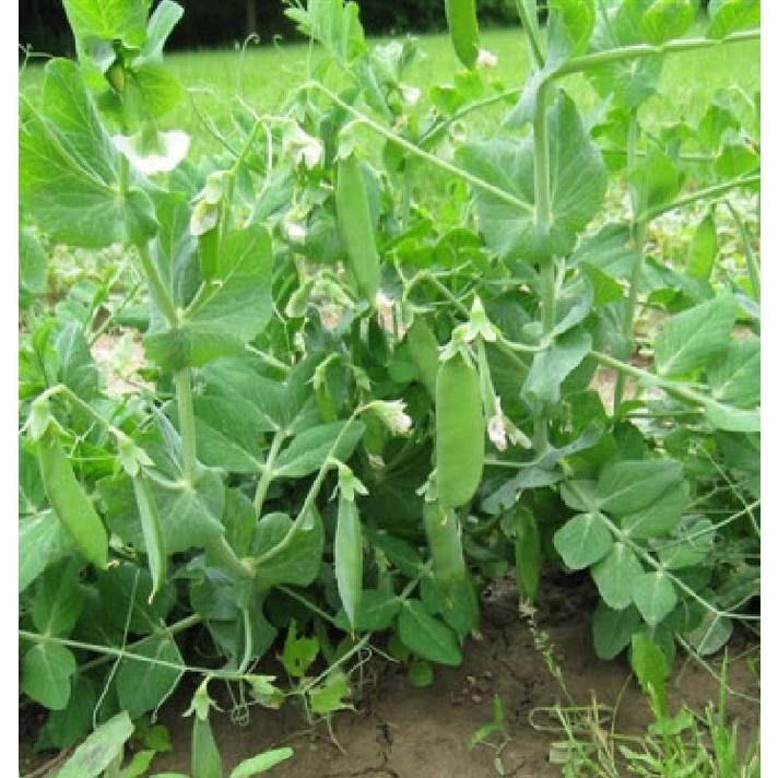 Hạt giống đậu hà lan CT153 - Gói 20gram