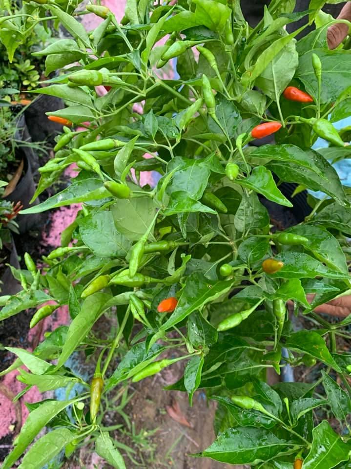 Cây ớt xiêm xanh trồng chậu ra trái cực nhanh