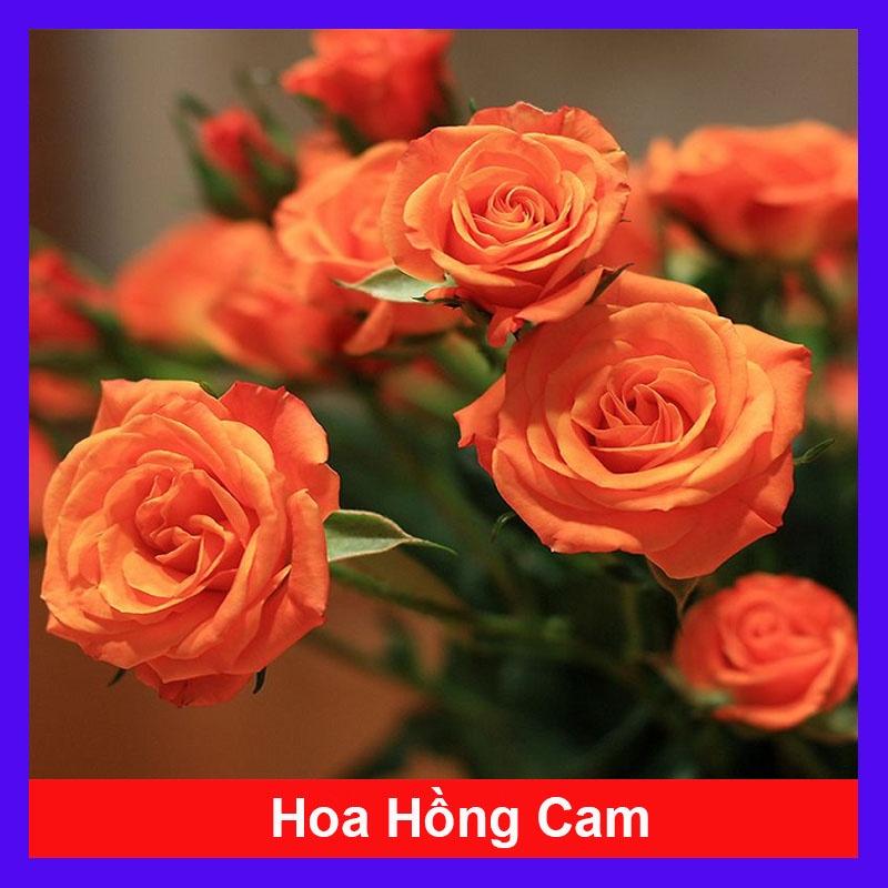 Hoa Hồng Tỉ Muội (Màu Cam) - hoa hồng cam - cây cảnh để bàn + tặng phân bón cho cây mau lớn