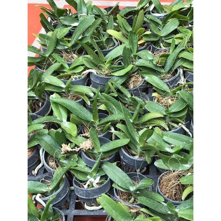 Phong lan hoàng nhạn tháng 8