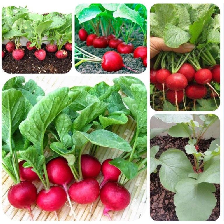 Hạt giống củ cải đỏ tí hon-gói 5gram/tặng kèm gói phân bón lót