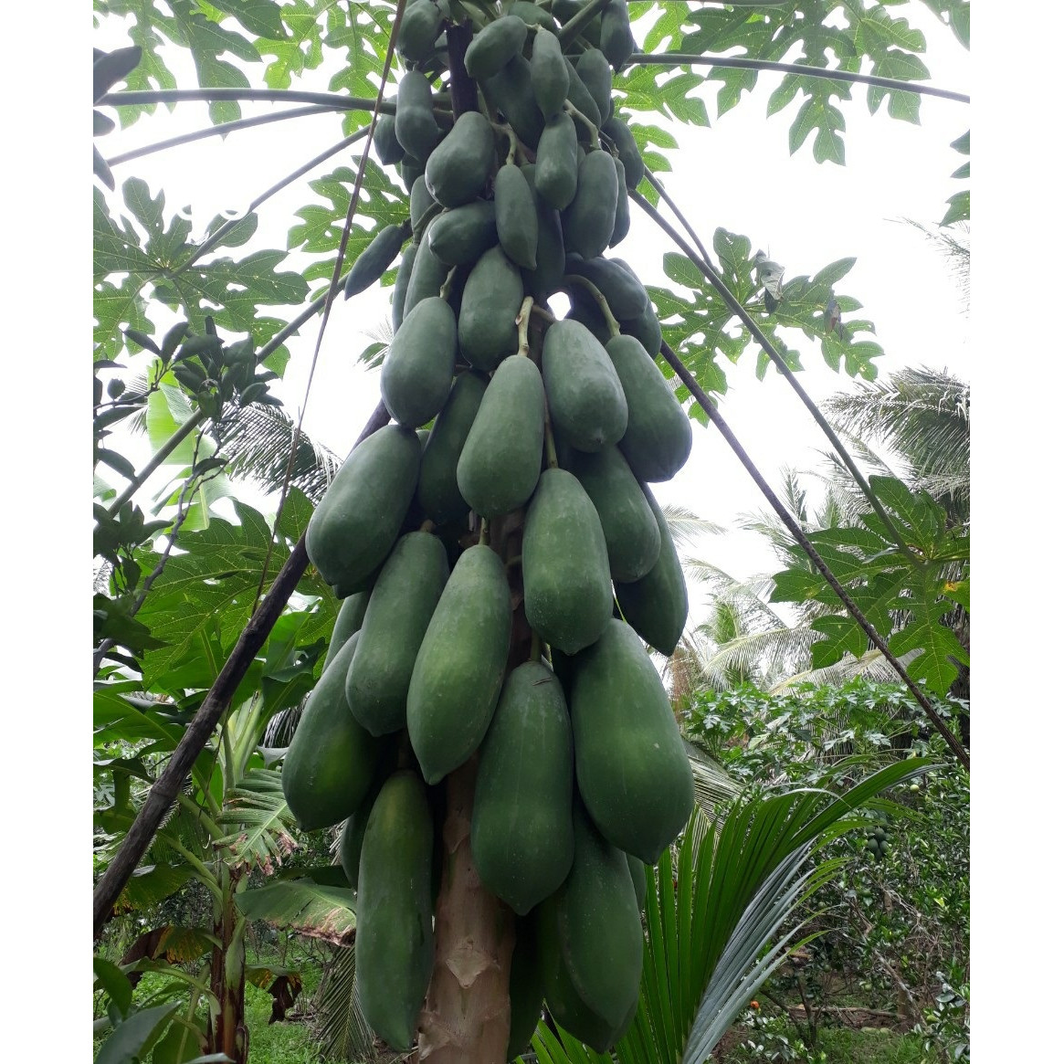 Hạt Giống Đu Đủ Hà Lan Ruột Đỏ