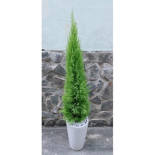 Tùng Thơm Kèm Chậu Sứ Lớn