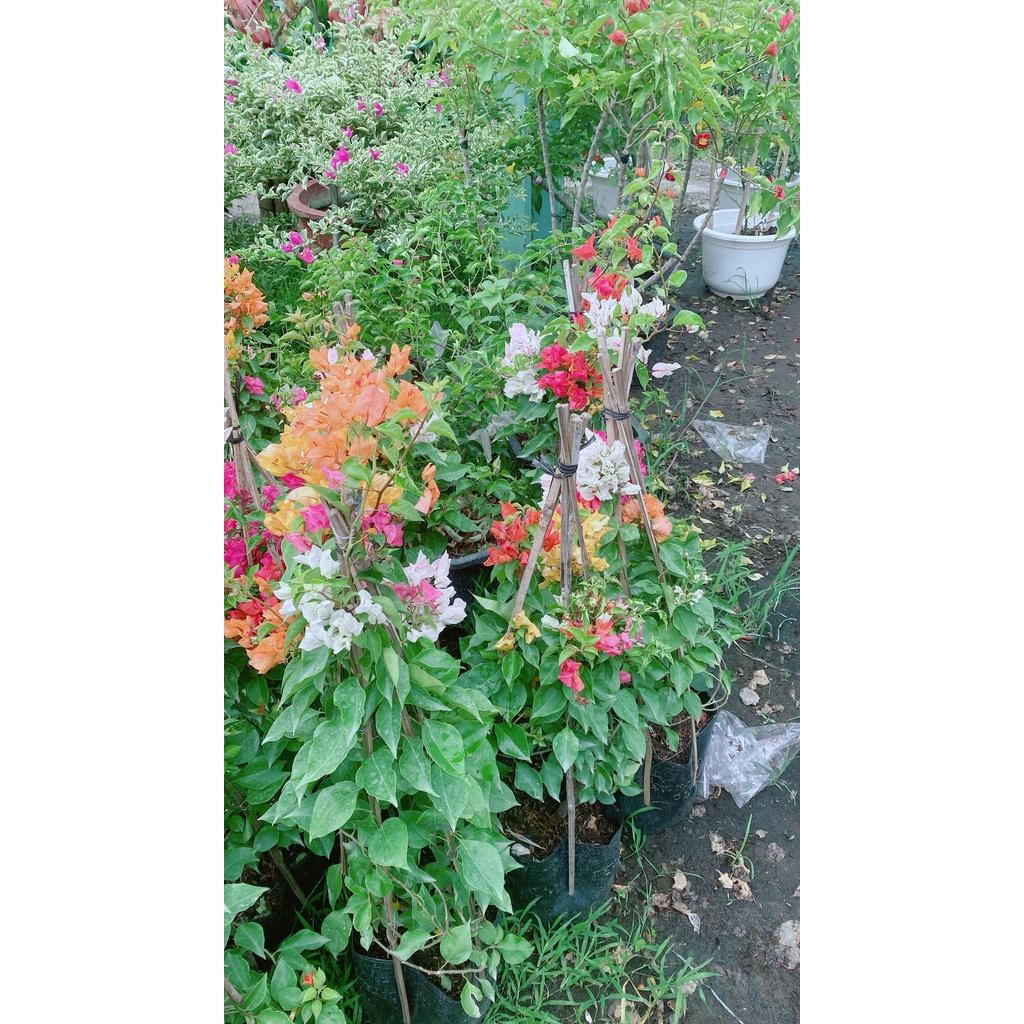 Cây Hoa Giấy 3 Màu