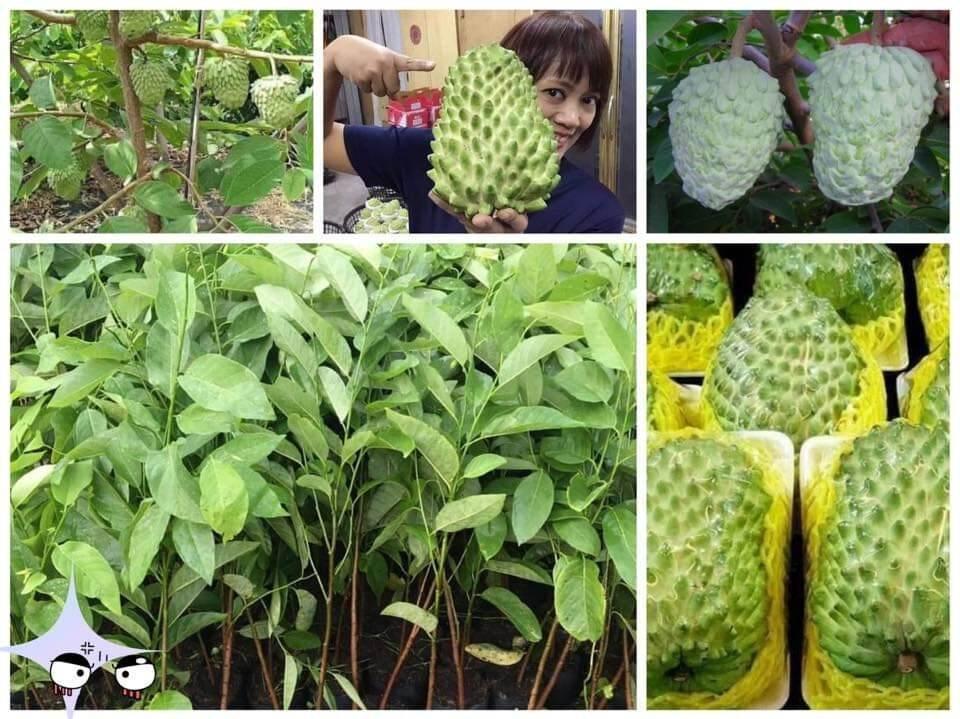 CÂY GIỐNG NA TRÁI KHỔNG LỒ TRÁI SỚM