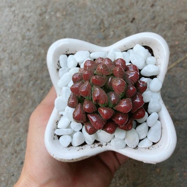 Chậu Kim Cương Đỏ