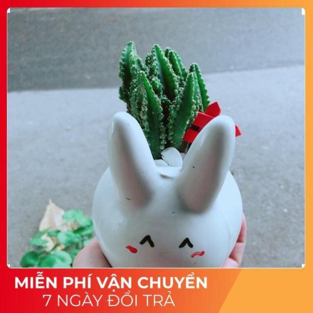 Chậu Xương Rồng Thanh Sơn Thỏ Trắng