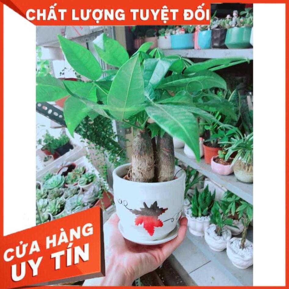 Chậu Kim Ngân Nhiều Người Mua