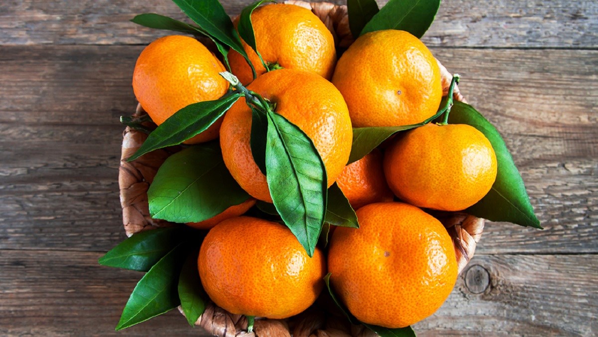 CÂY GIỐNG QUÝT ĐƯỜNG THÁI LAN KHÔNG HẠT .