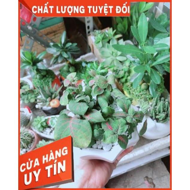 Chậu Cẩm Nhung