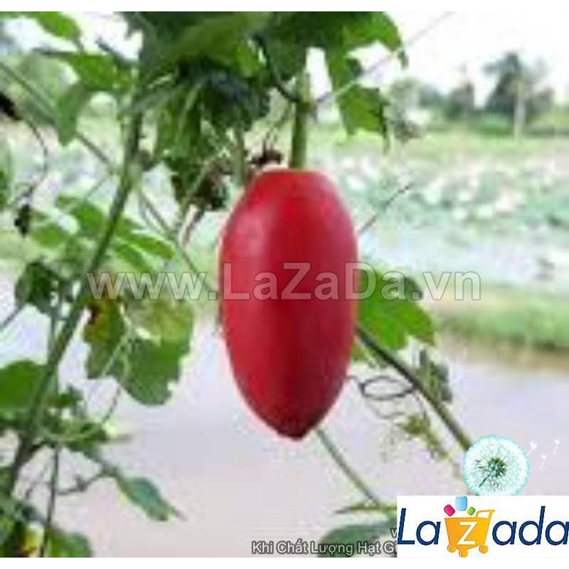 Hạt Giống Cây Bình Bát Dây Dây Bát Mãng Bát a11