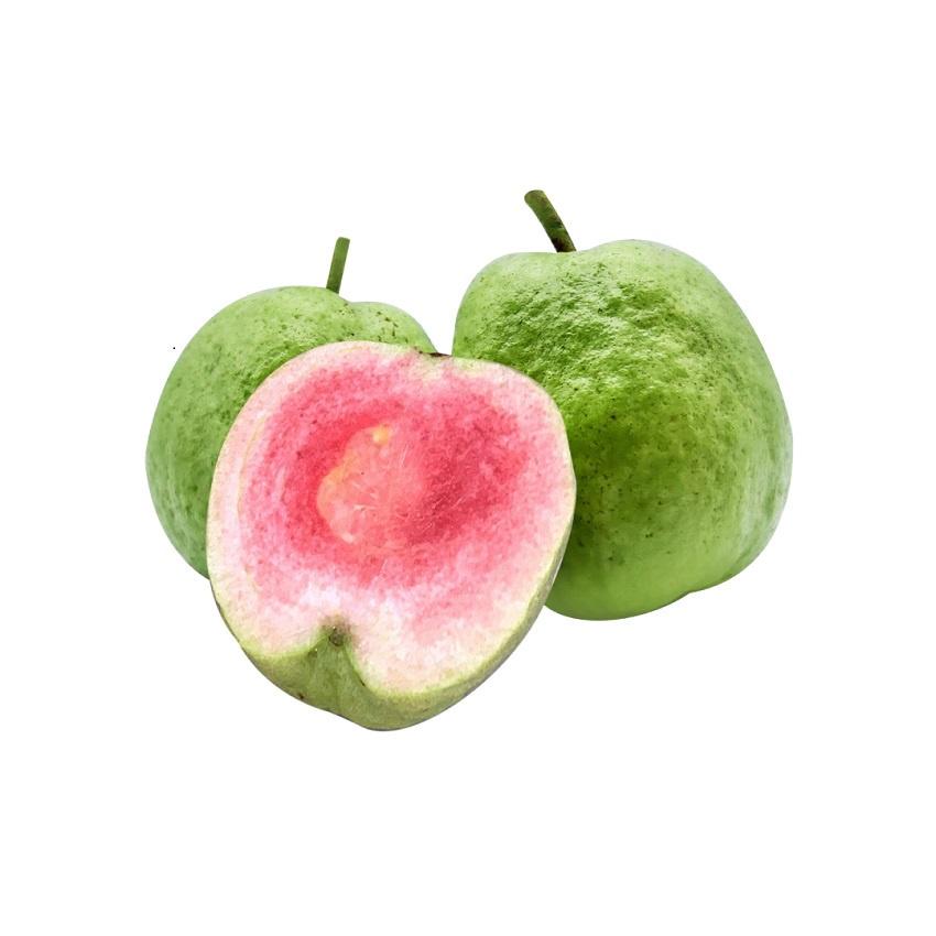 CÂY GIỐNG ỔI RUỘT ĐỎ BẾN CÁT