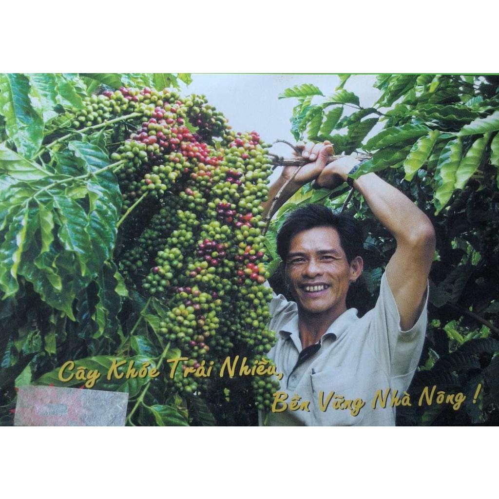 CÂY GIỐNG CÀ PHÊ XANH LÙN CAO SẢN.