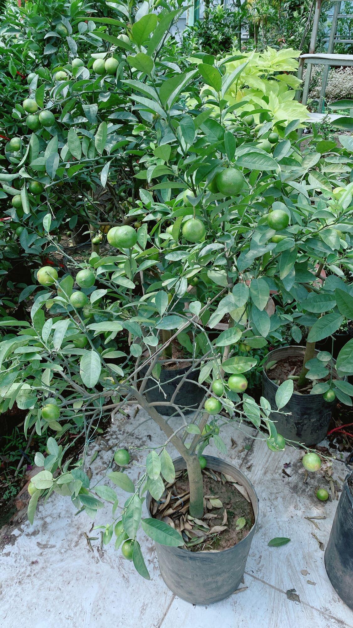 Chanh Phú Quý