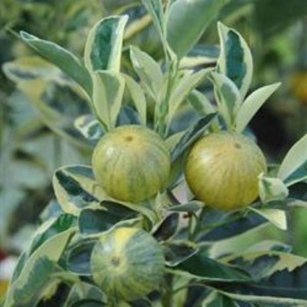 Cây Chanh Cẩm Thạch.... 3 tháng cây cho trái