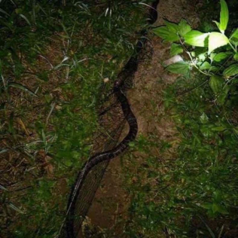 (sale) lưới bẫy rắn hàng loại 1 sợi dù nhật dài 30m lưới tàng hình bắt các loại rắn hổ mang và nhiều loài rắn khác - đạ