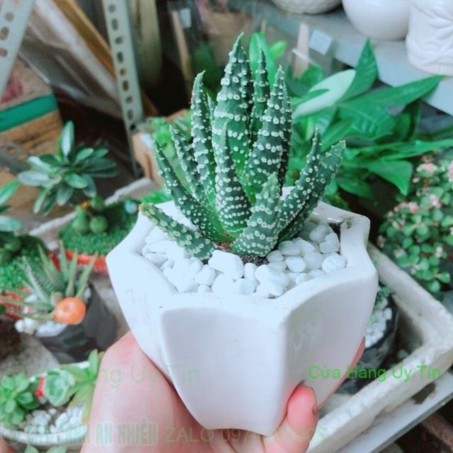 Chậu Xương Rồng Móng Rồng