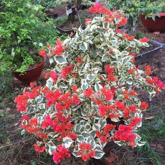 Cây hoa giấy cẩm thạch- cây đang hoa size to