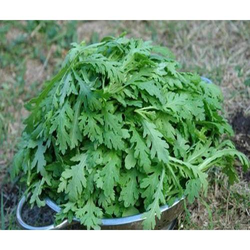 Hạt Giống Rau Tần Ô Lá Tròn - 1kg