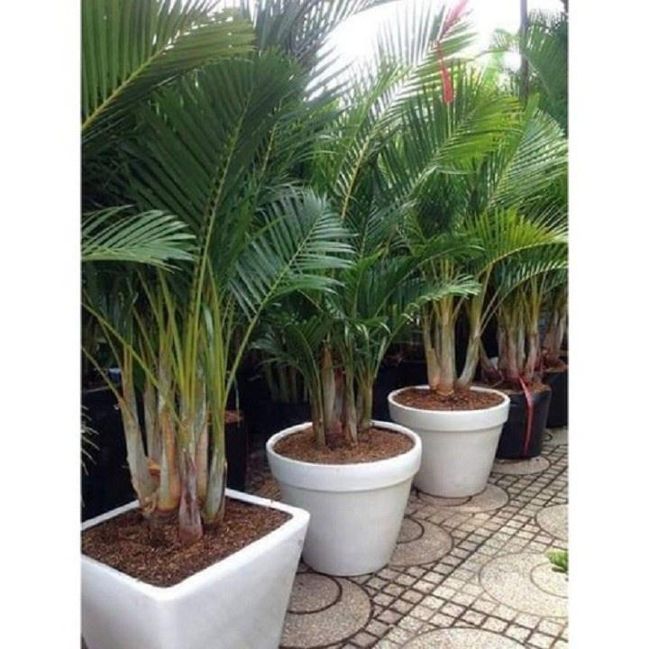 CAU LỤA V ÀNG , CHẬU CÂY ĐẸP THANH LỌC KHÔNG KHÍ