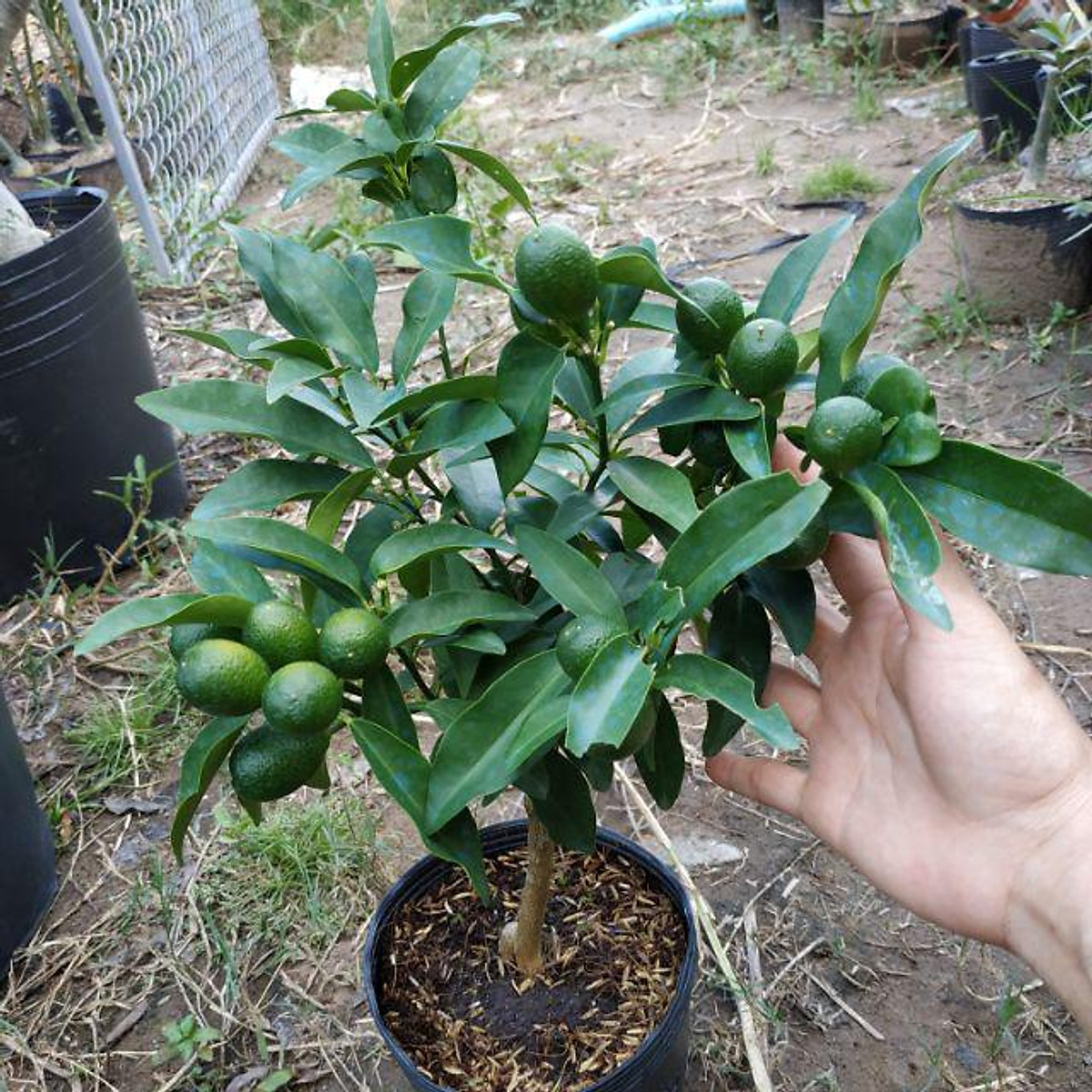 Cây Giống Tắc Thái Trái Dài