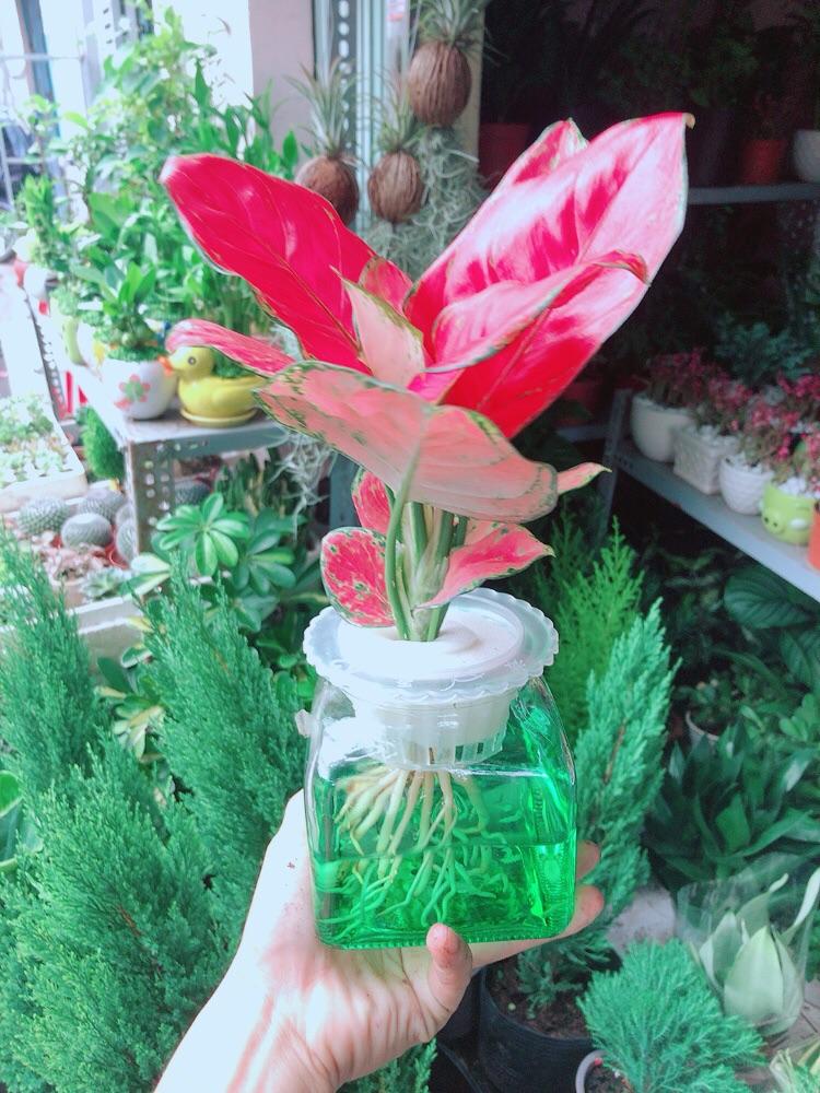 Chậu Cây Vạn Lộc Thuỷ Sinh