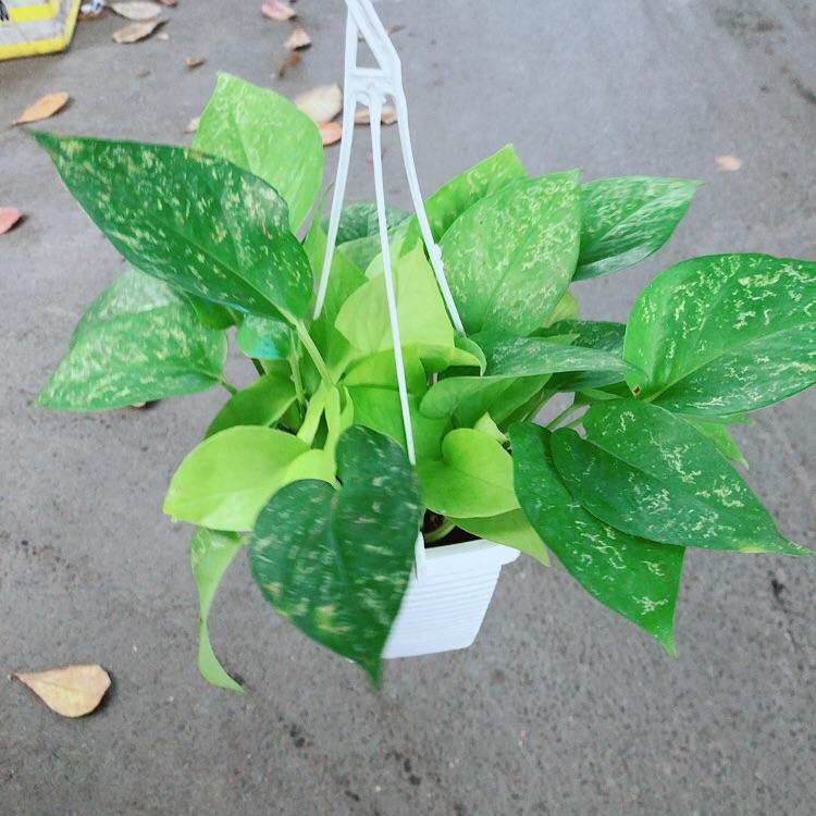 Trầu Bà Thái Vàng