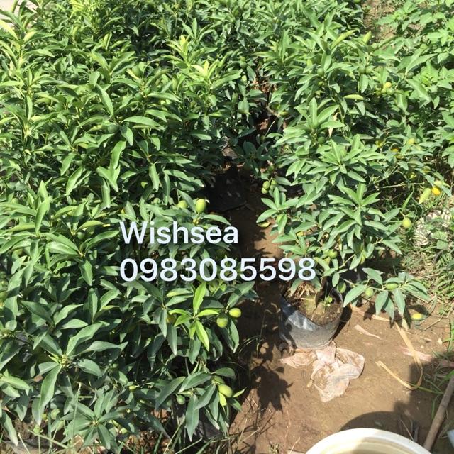 Cây quất ngọt đang có hoa và quả