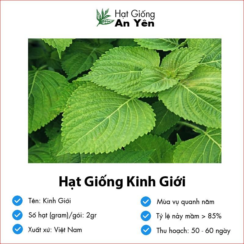 Hạt giống rau Kinh Giới thu hoạch sớm, dễ trồng, nảy mầm cao, sinh trưởng khoẻ