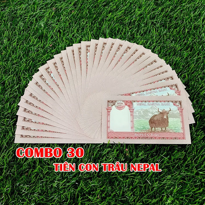 combo 30 tờ tiền con trâu nepal