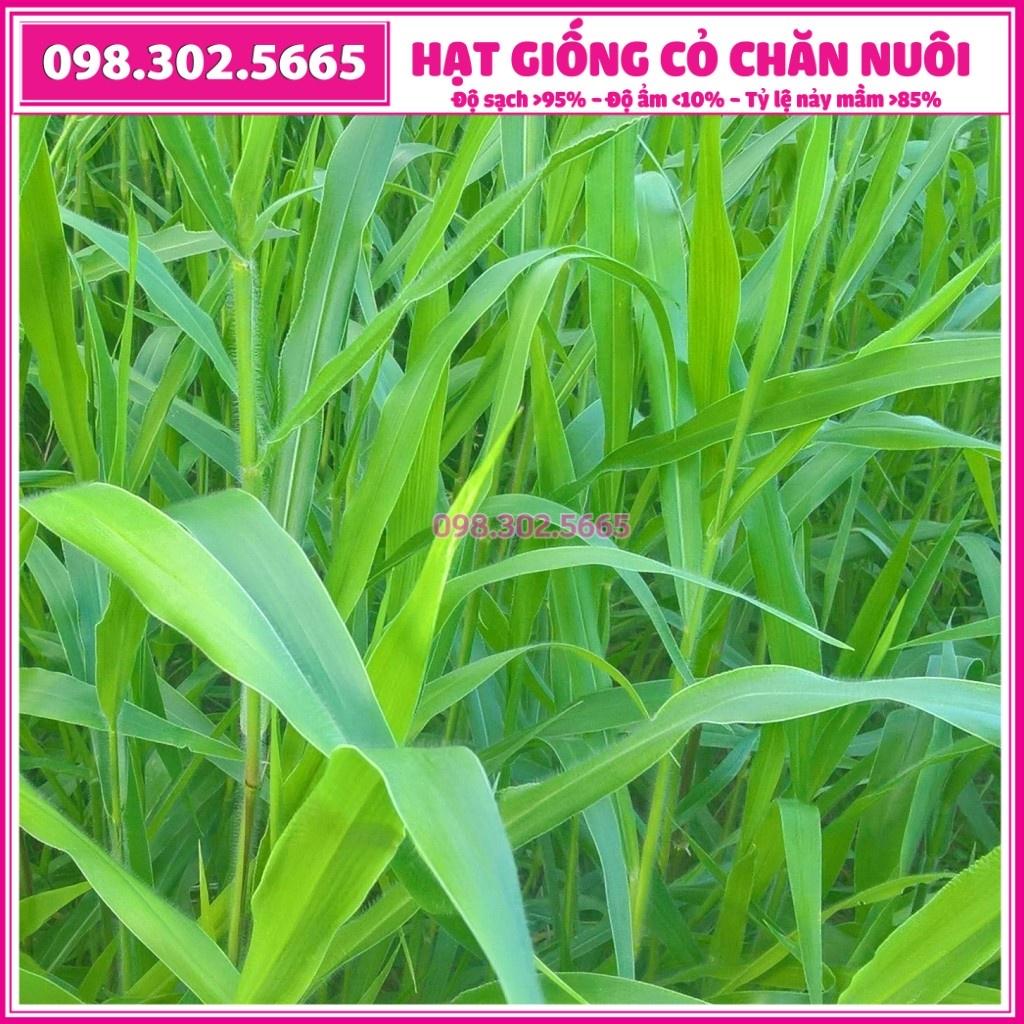 Hạt giống cỏ RUZI - chỏ chịu dẫm đạp - gói 300g - Hạt giống cỏ chăn nuôi trâu, bò, dê... loại 1