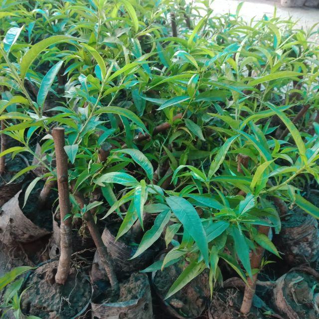 Cây giống đào Mỹ cực ngọt, cực to trồng trên đất Mộc Châu