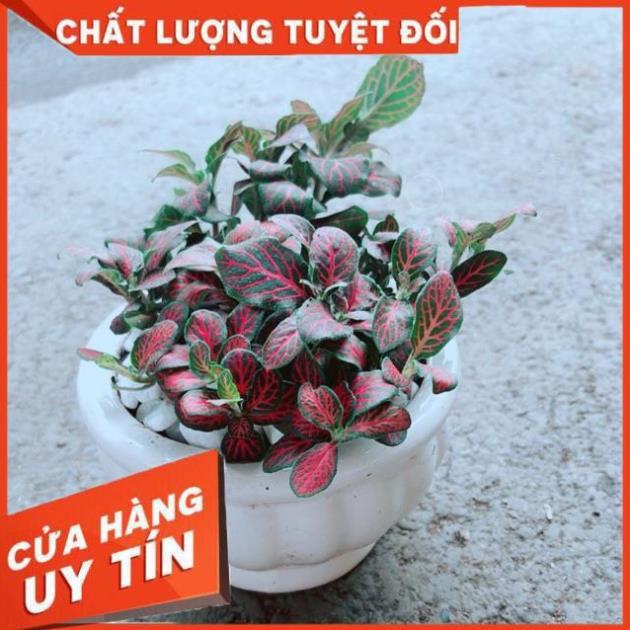 Chậu Cẩm Nhung Đỏ