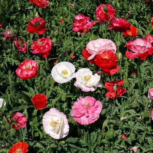 Hạt Giống Hoa Poppy Kép Mix Màu KNS3731 - Gói 50 hạt