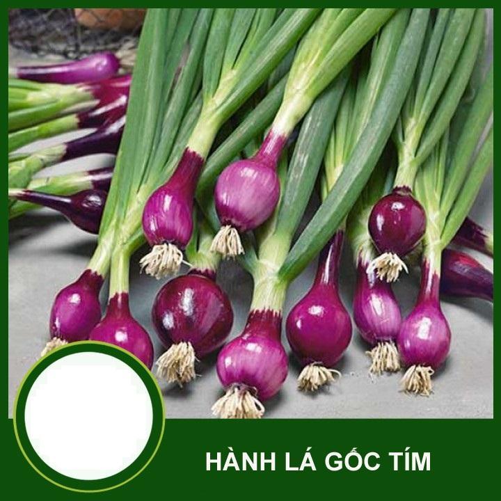 HẠT GIỐNG HÀNH LÁ GỐC TÍM TÚI 1G - TỶ LỆ NẢY MẦM CAO