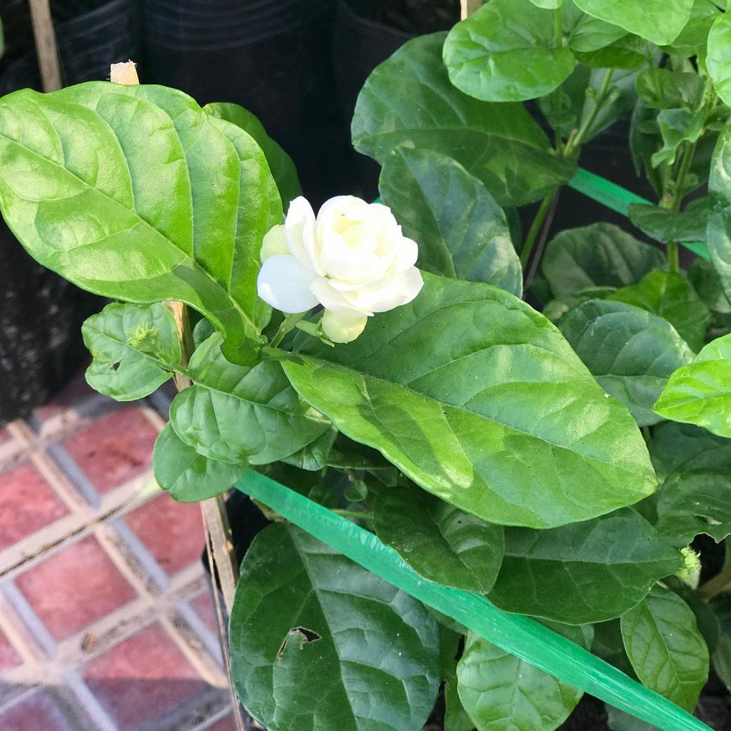 Cây lài trà hoa thơm