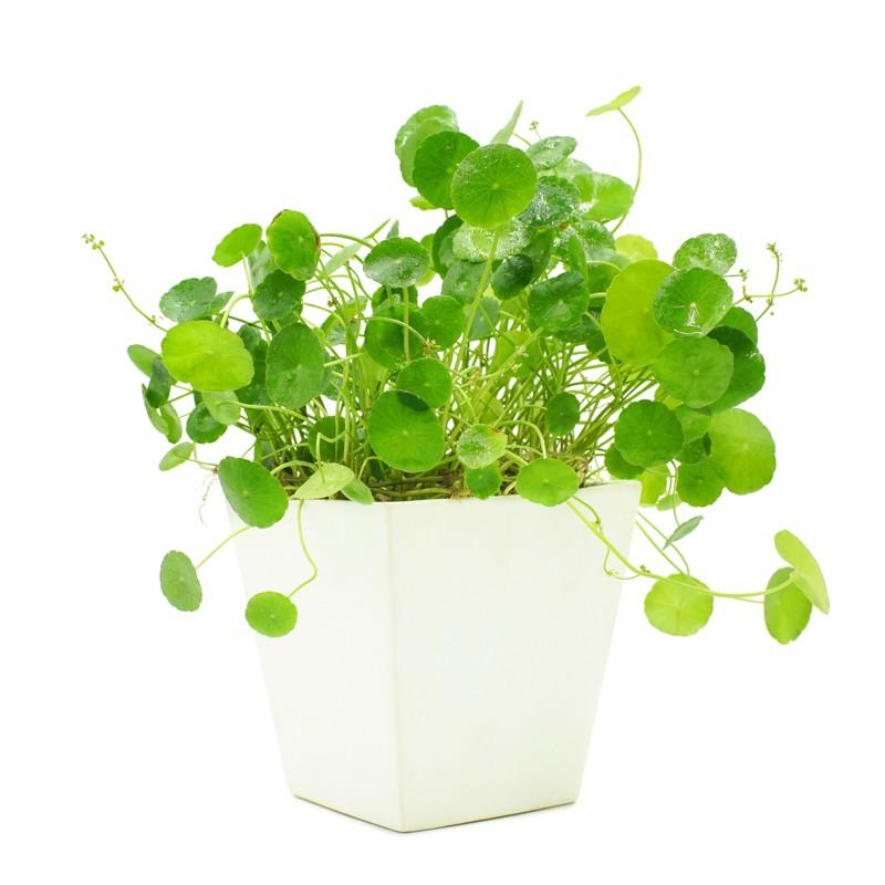 Cỏ Đồng Tiền - Cây cảnh để bàn