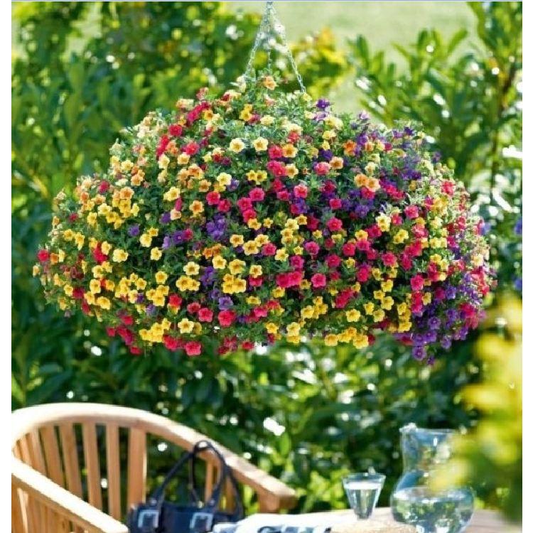 Combo 2 gói Hạt giống hoa triệu chuông mix màu -gói 50 hạt-tặng kèm gói phân bón lót