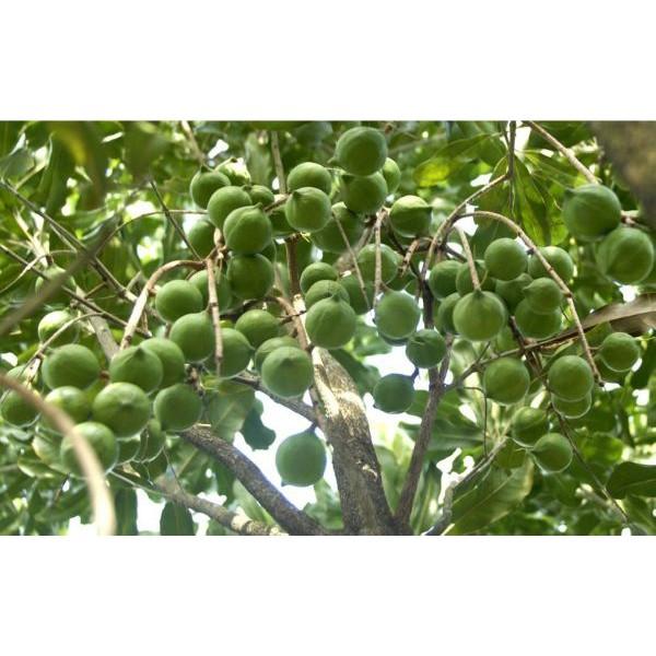 Cây giống hạt macca