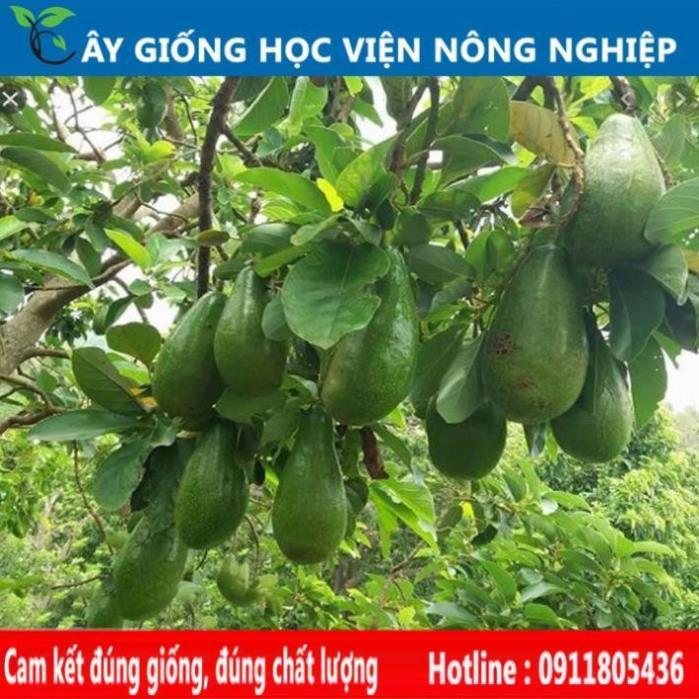 Sản phẩm Cây Ăn Trái cây giống bơ sáp