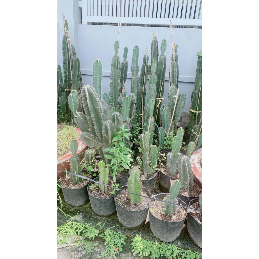 Xương Rồng Lớn