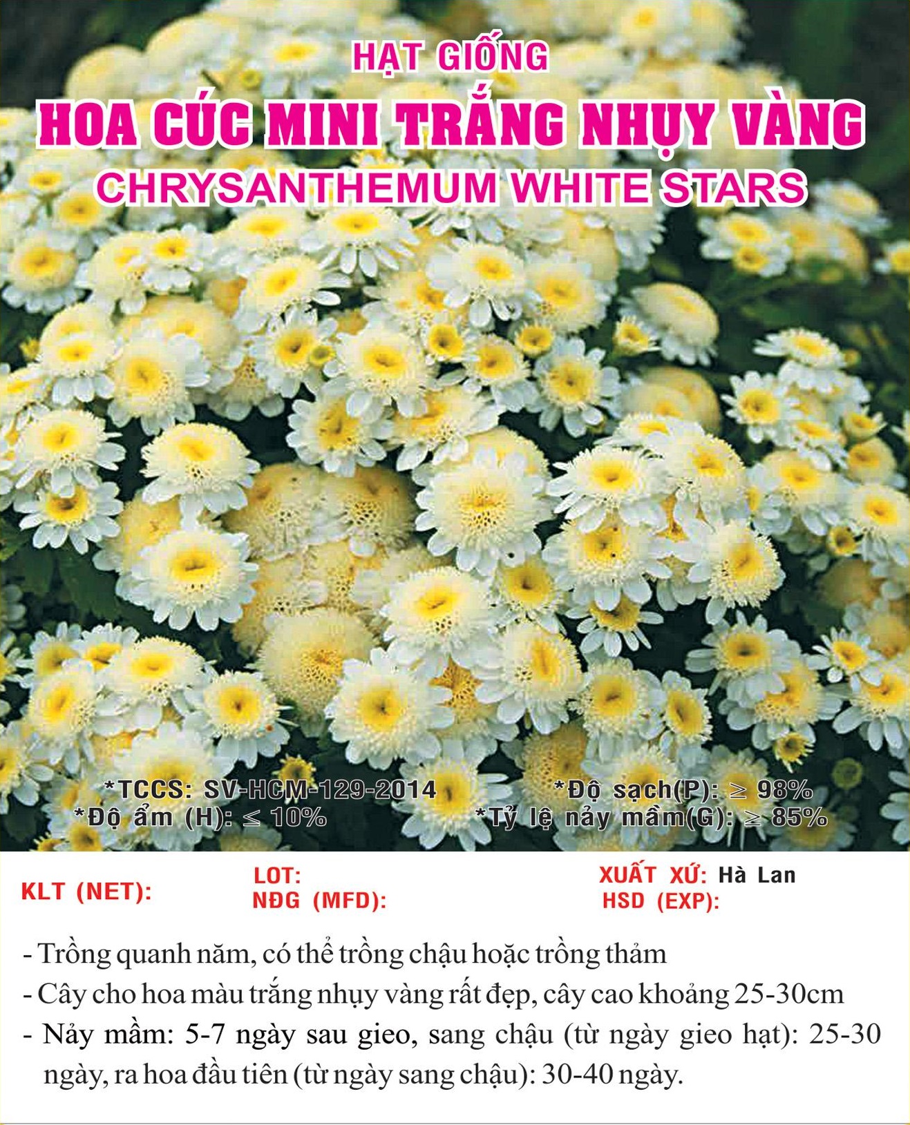 Hạt giống hoa Cúc Mini Trắng Nhụy Vàng VTS165