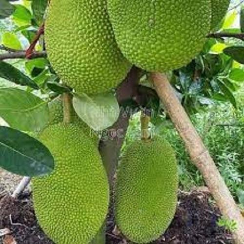 CÂY GIỐNG MÍT THÁI SIÊU SỚM SIÊU NGỌT.CAM KẾT GIỐNG CHUẨN, BẢO HÀNH CHUẨN
