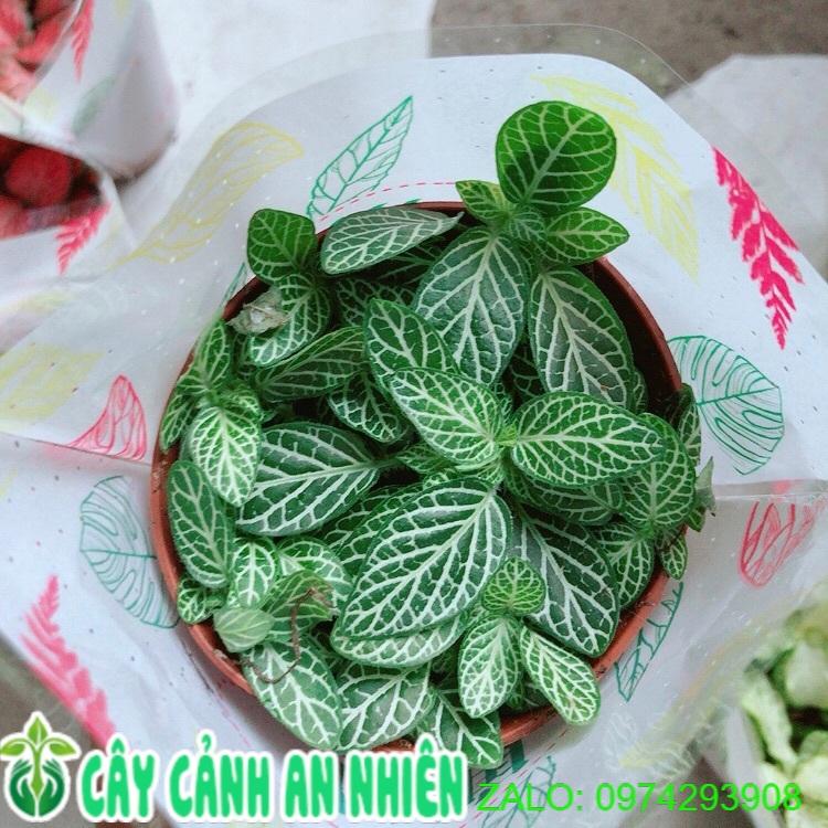 Lá Cẩm Nhung Xanh Nhạt