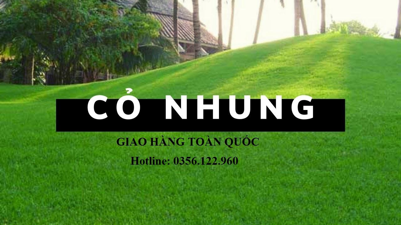 200g Hạt giống cỏ thảm - cỏ nhung nhật cỏ dùng trong chăn nuôi, công trình....