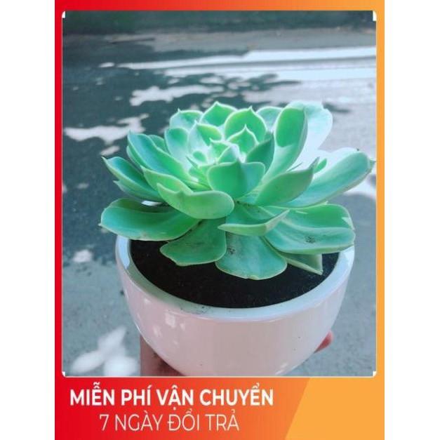 Chậu Sen Đá Xanh Đất Size Đại