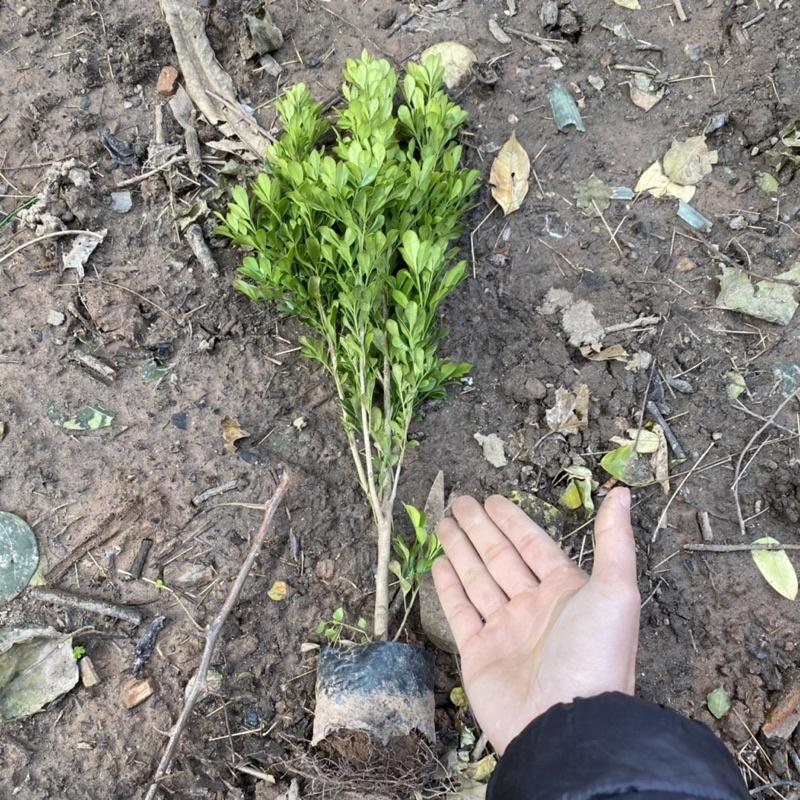 Cây ngâu giống cao 40-50cm thích hợp trồng trang trí khuôn viên lối đi(Ảnh thật)